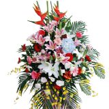 Ƹʻٵ